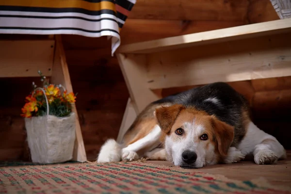 Smutny pies leży pod ławką w rezydencji wiejskiej. — Zdjęcie stockowe