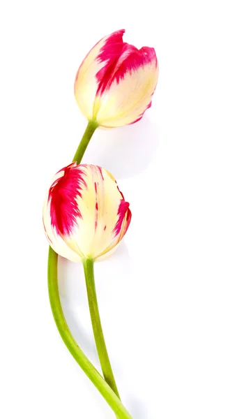 Due tulipani . — Foto Stock