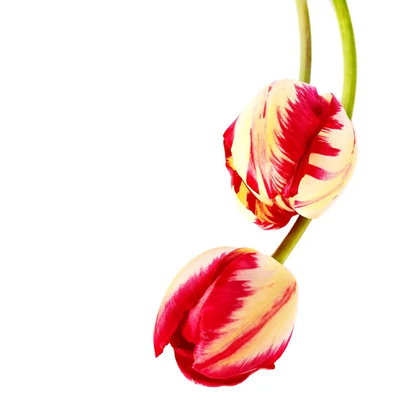 Deux tulipes sur fond blanc . — Photo