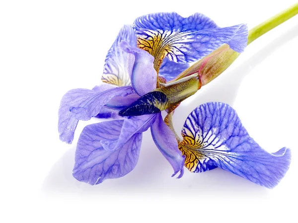 Fleur d'un iris bleu . — Photo