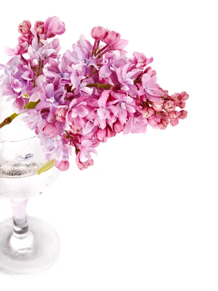 Lilac i et glass på hvit bakgrunn . – stockfoto