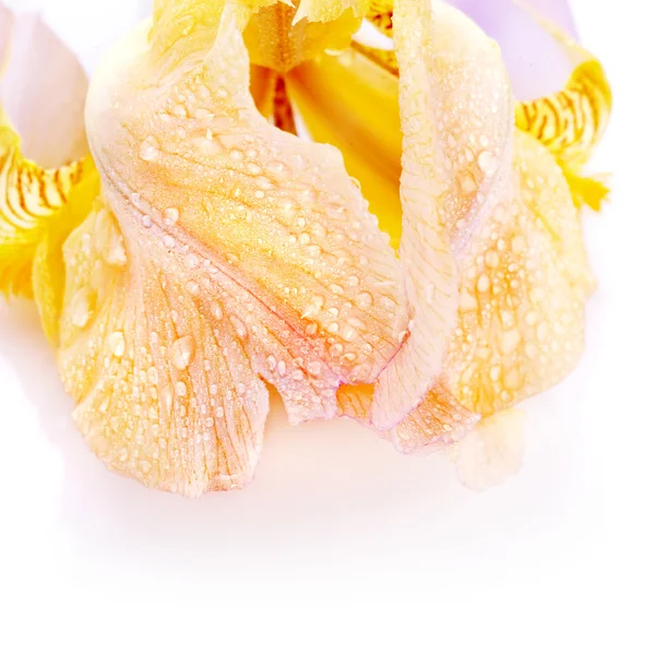 Petals of a flower of an iris. — Stock Photo, Image