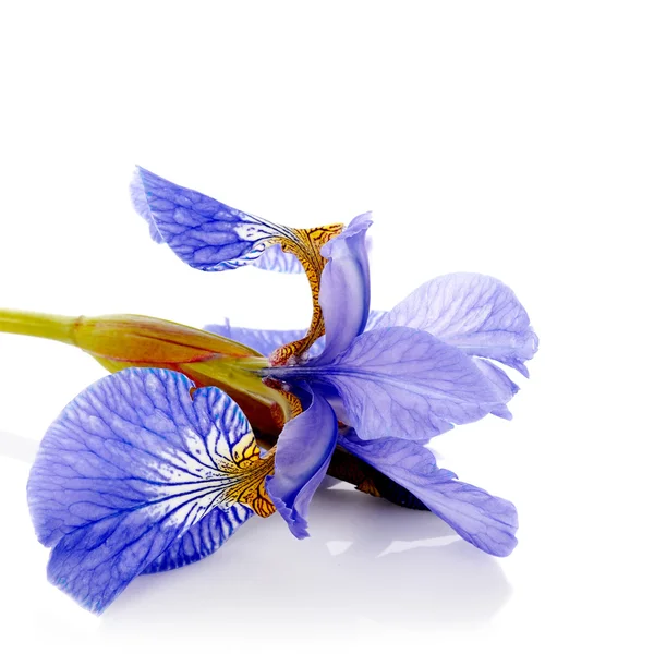 Iris bleu. — Photo