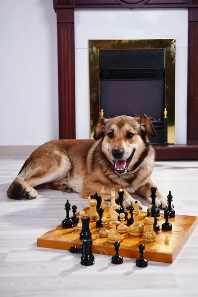 Pies i szachy przed kominkiem. — Zdjęcie stockowe