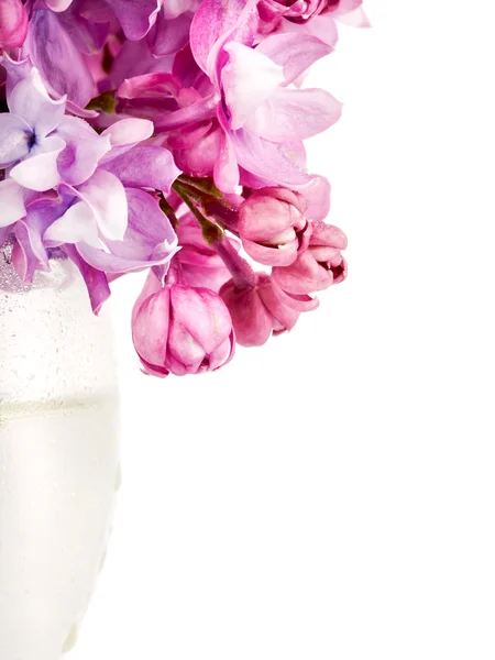 Ramo de lilás em um copo — Fotografia de Stock