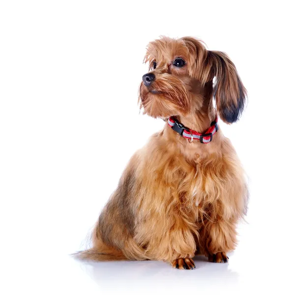 O cachorro vermelho de um cachorrinho decorativo . — Fotografia de Stock