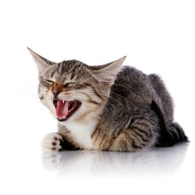 çizgili mewing kedi.