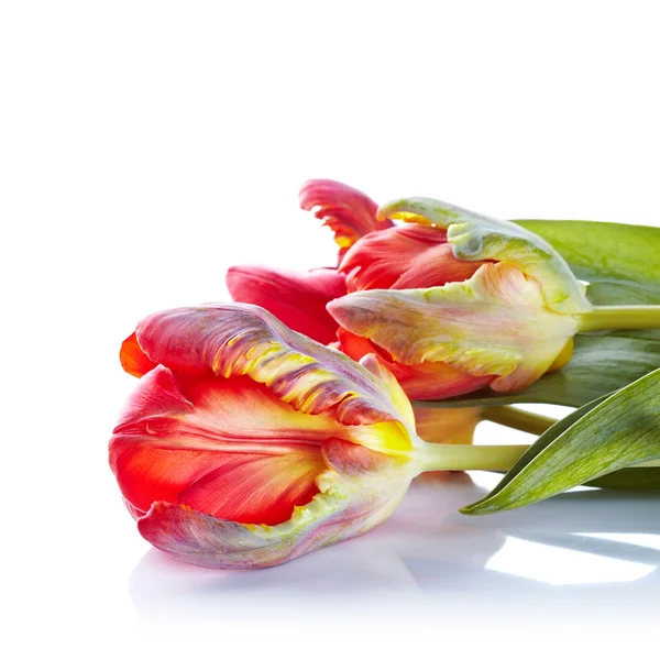 Tulips. — Stock Photo, Image