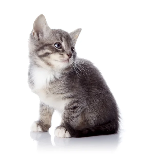 The gray striped kitten sits — Stock Photo, Image