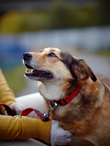 Porträtt av en röd inte renrasig hund. — Stockfoto