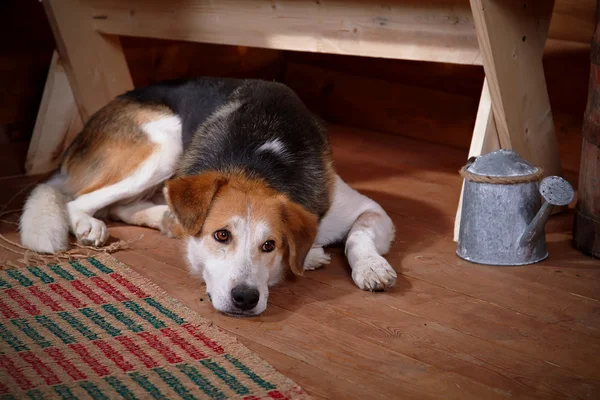 The sad dog lies under a bench in the rural house. — Stock Photo, Image