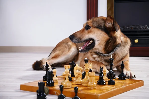 Dog and chess against a fireplace.