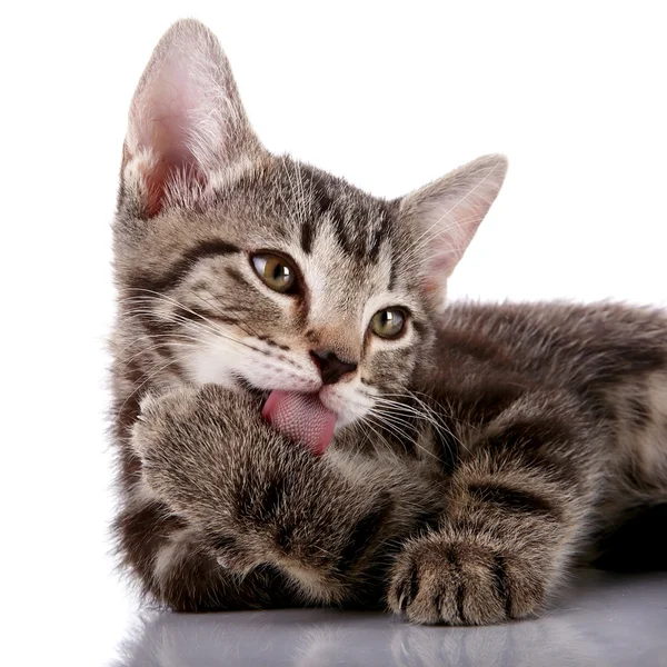 Retrato de um gatinho lambendo a pata — Fotografia de Stock