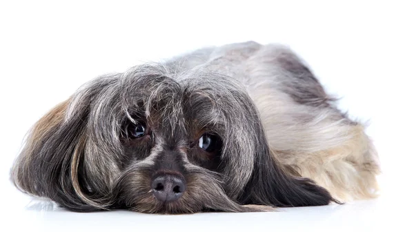 Dekoratif küçük tüylü köpekçik — Stok fotoğraf