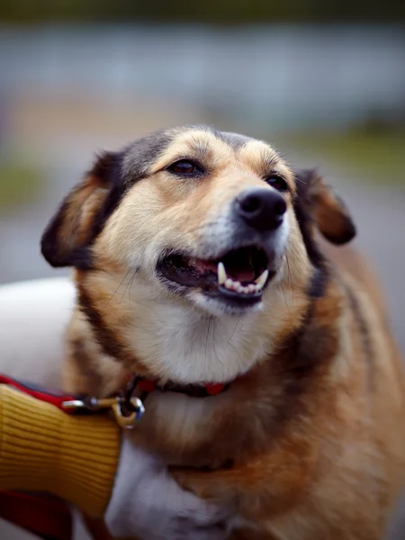 Retrato de um cão de raça não pura . — Fotografia de Stock