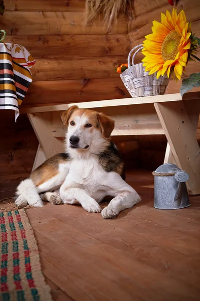 The dog lies under a bench in the rural house. — Stock Photo, Image