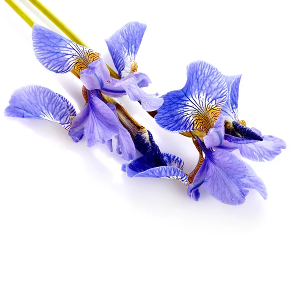 Flowers of a blue iris. — Stock Photo, Image