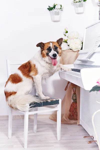 Dog and piano. — Stock Photo, Image