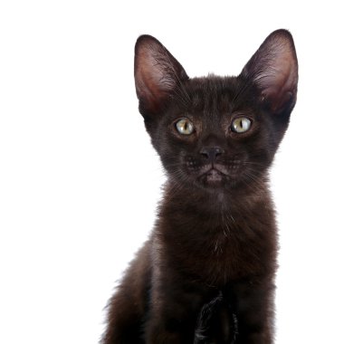 Siyah bir kedi portresi..