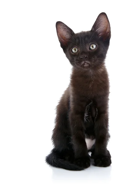 El gatito negro se sienta sobre un fondo blanco . — Foto de Stock