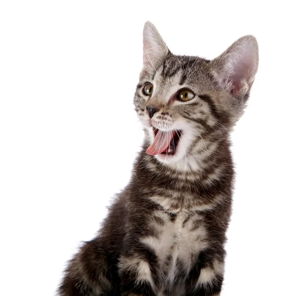 Portrait of a kitten — Stock Photo, Image