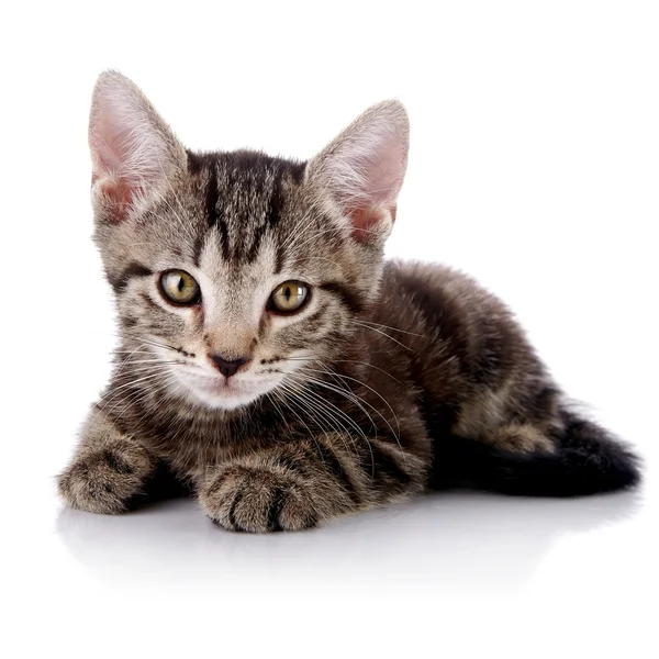 Striped Small kitten — Stock Photo, Image