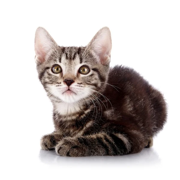 Striped Small kitten lies on a white background. — Stock Photo, Image