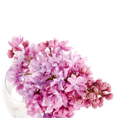 Bardaktaki leylak dalı..