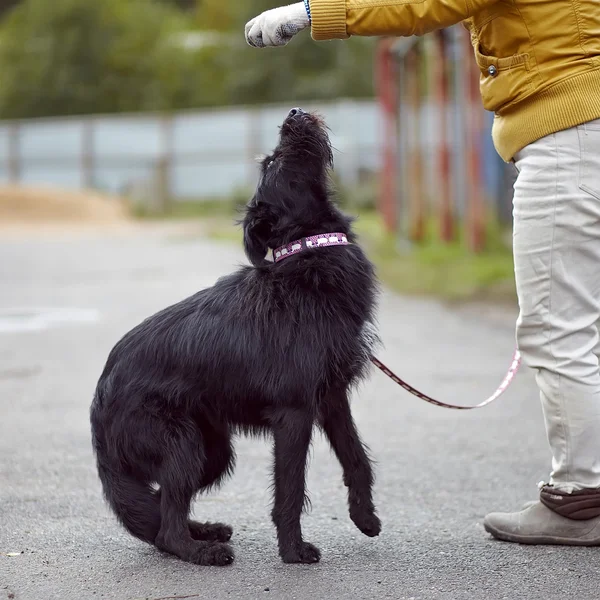 Zwarte niet rasechte hond. — Stockfoto