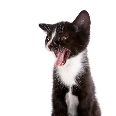 Siyah beyaz bir kedi portresi..