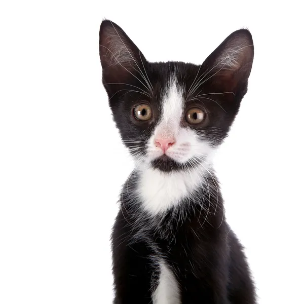Retrato de um gatinho pequeno preto e branco . — Fotografia de Stock