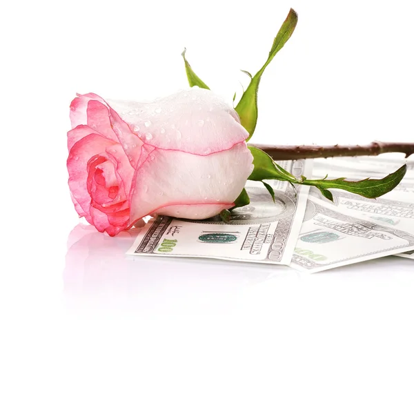 Rose flower and money — Stock Photo, Image