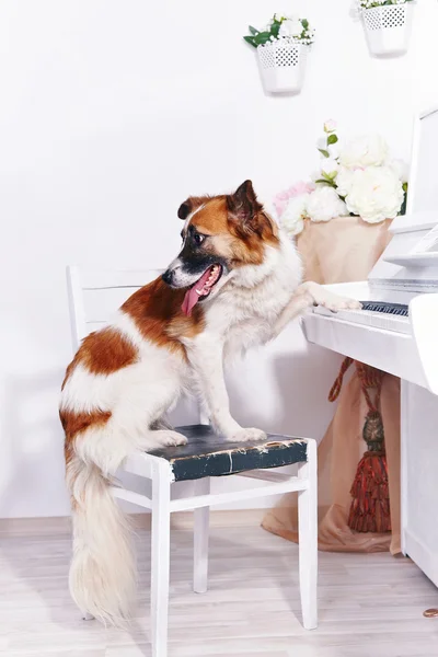 Dog and piano. — Stock Photo, Image