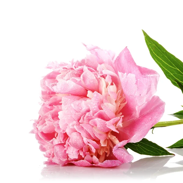 Pink flower of a peony.