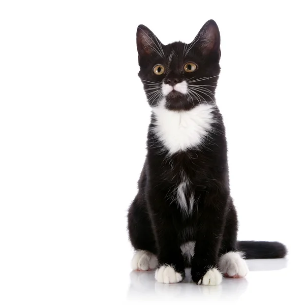 Bianco e nero piccolo gattino si siede su uno sfondo bianco . — Foto Stock