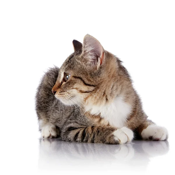 Striped kitten. — Stock Photo, Image