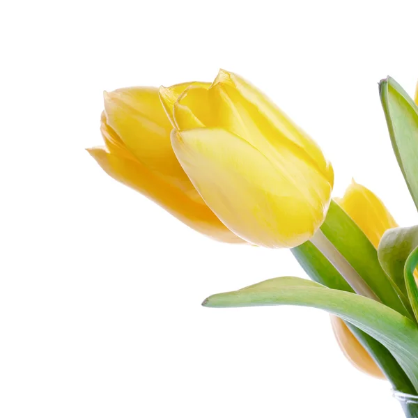 Tulipani gialli. — Foto Stock