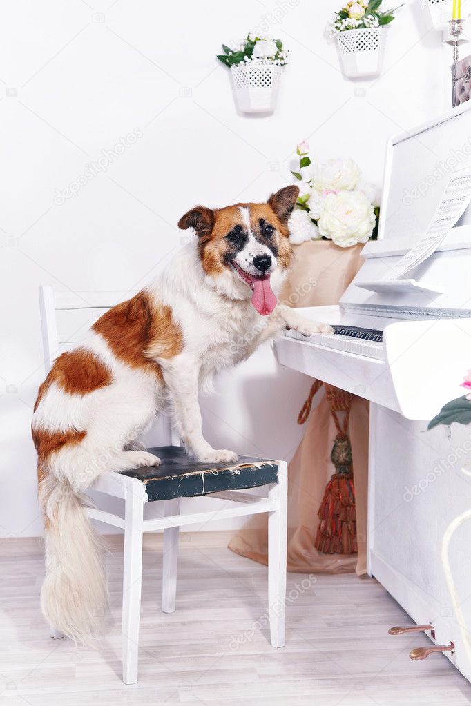 Dog and piano.