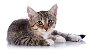 çizgili küçük yavru kedi yalanlar