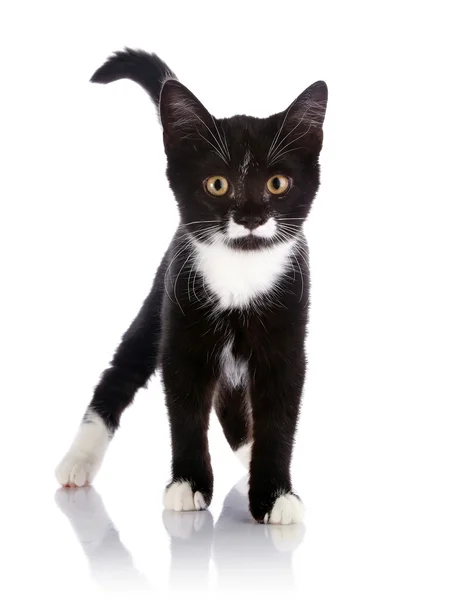 The black and white kitten costs on a white background. — Stock Photo, Image