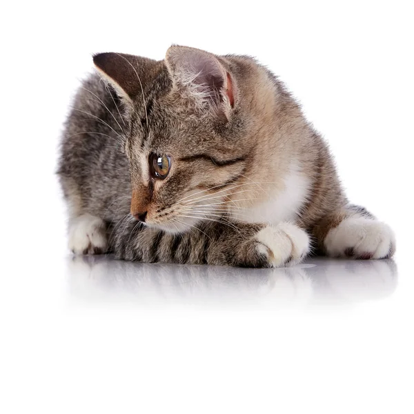 Striped Small kitten — Stock Photo, Image