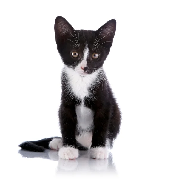 Svart och vit liten kattunge sitter — Stockfoto
