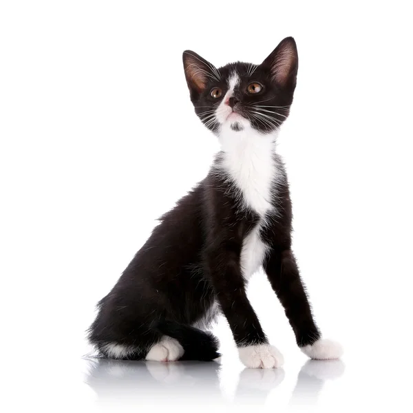 Zwart-wit kleine kitten op een witte achtergrond zit. — Stockfoto