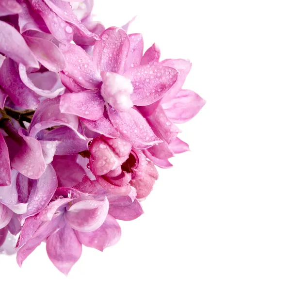 Fliederblüten. — Stockfoto