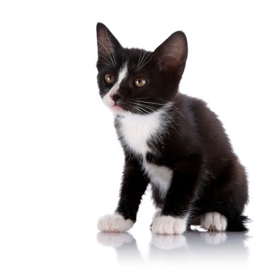 siyah beyaz küçük yavru kedi beyaz zemin üzerine oturur..