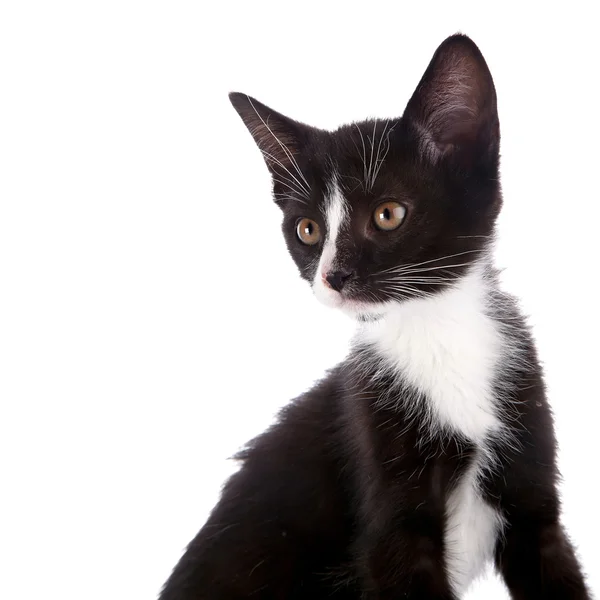 Porträtt av en svart och vit kattunge. — Stockfoto