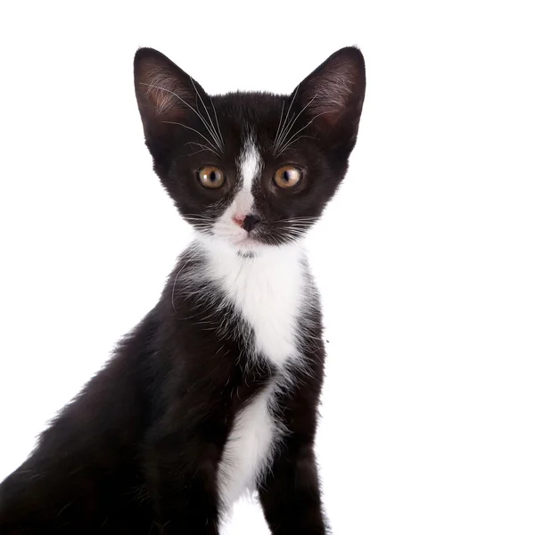 Retrato de um gatinho preto e branco . — Fotografia de Stock