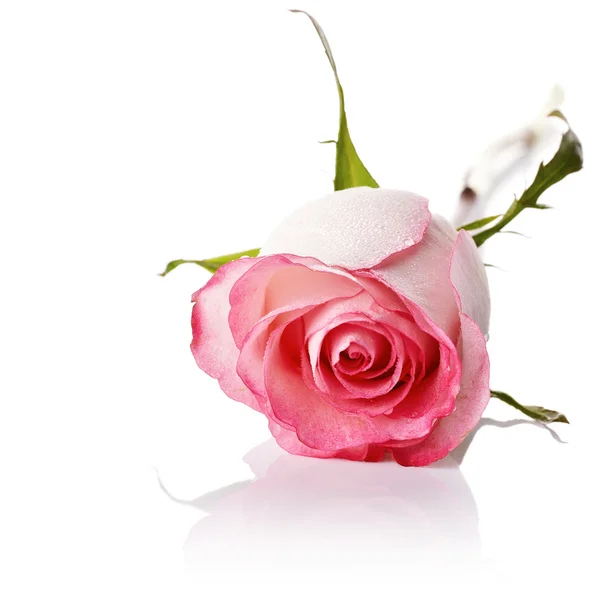 Pink rose. — Stock Photo, Image