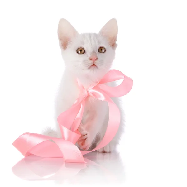 Gattino bianco con nastro rosa su sfondo bianco . — Foto Stock