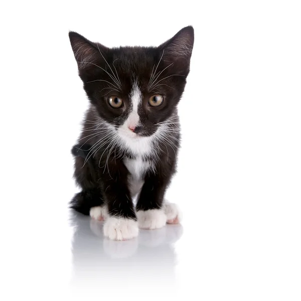 Gatito pequeño blanco y negro — Foto de Stock